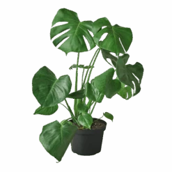 Philodendron Monstera Split-Leaf -Home Touch Sale Store 8 MONSTERA 1 1800x1800 removebg preview