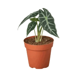 Alocasia Amazonica