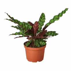 Calathea Rattlesnake