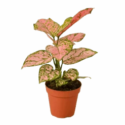 Aglaonema -Home Touch Sale Store chineseevergreen