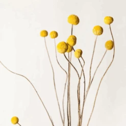 Lotte Dried Yellow Billy Ball Bouquet 5 Lotte Dried Yellow Billy Ball Bouquet -Home Touch Sale Store dried yellow billy balls best dried flowers and dried bouquets 30596750016564 PhotoRoom