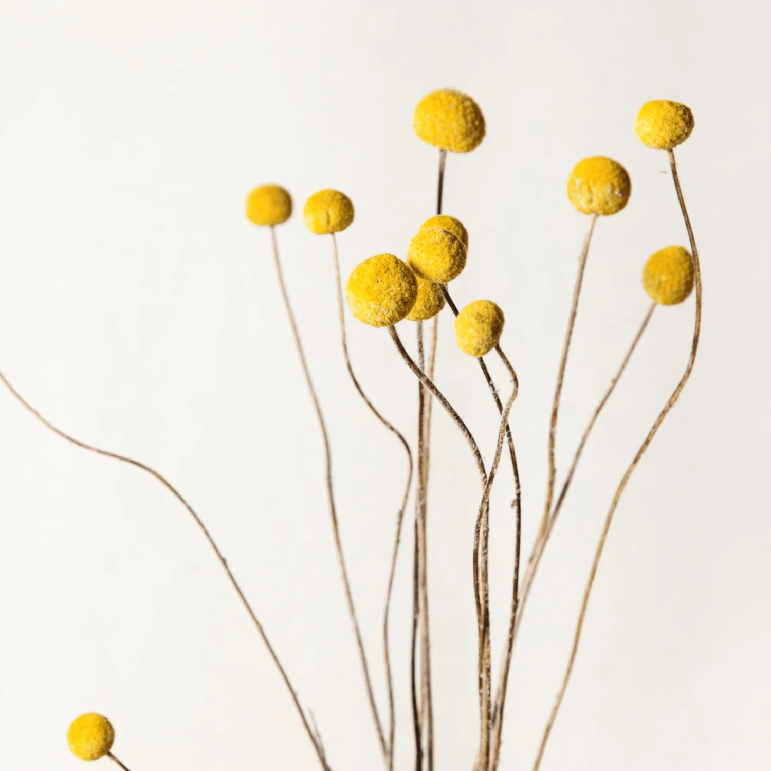 Lotte Dried Yellow Billy Ball Bouquet 3 Lotte Dried Yellow Billy Ball Bouquet - Image 3