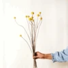 Lotte Dried Yellow Billy Ball Bouquet