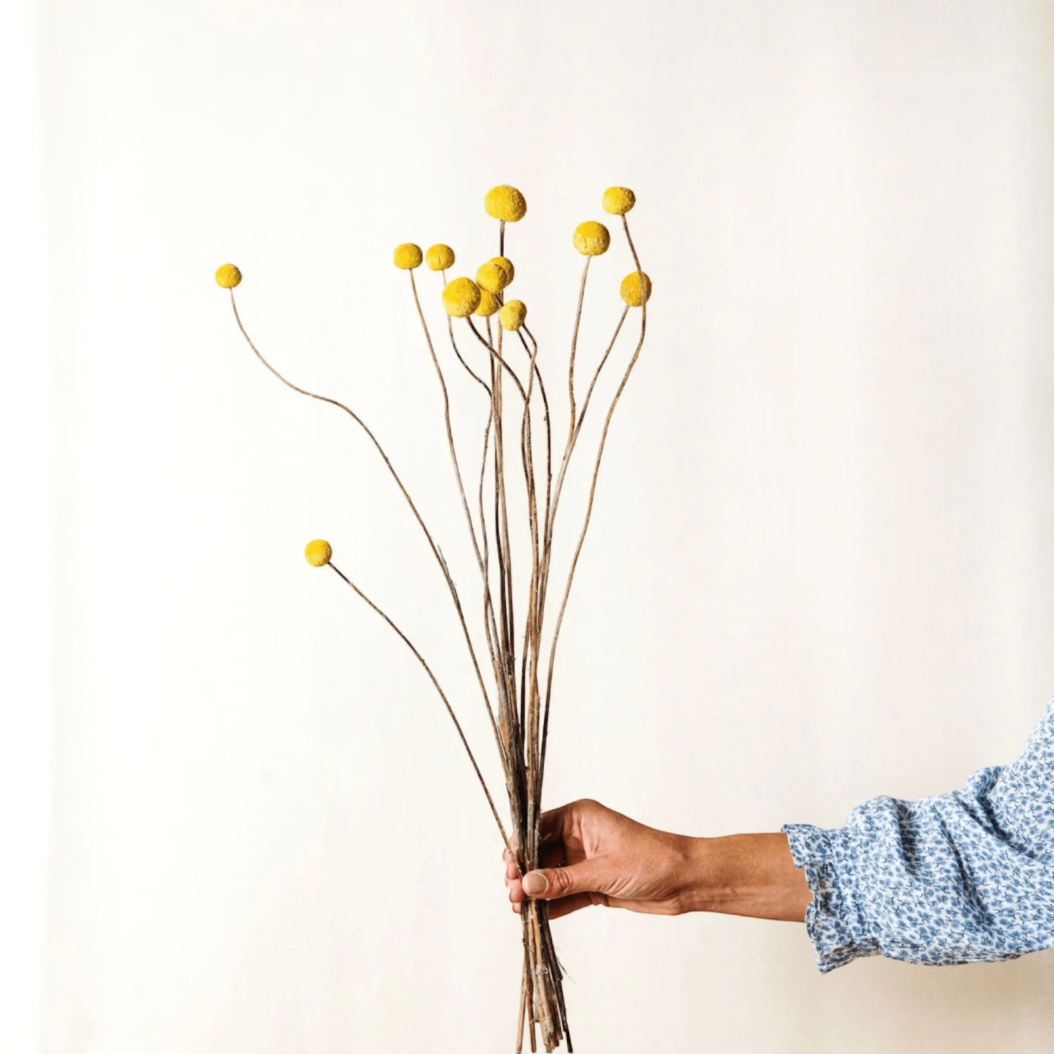 Lotte Dried Yellow Billy Ball Bouquet 1 Lotte Dried Yellow Billy Ball Bouquet