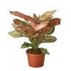 Aglaonema