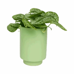 Jungalow Kiwi Green Kaya Vase By Justina Blakeney™ -Home Touch Sale Store kiwiplanter2 b253b3a0 ce74 402f b369 045bc646cca7