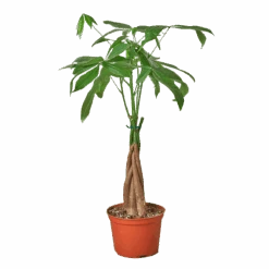 Money Tree
