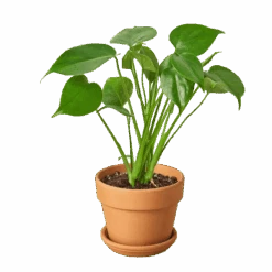 Philodendron Monstera Split-Leaf -Home Touch Sale Store plant1