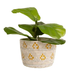 Gold + Silver Planter