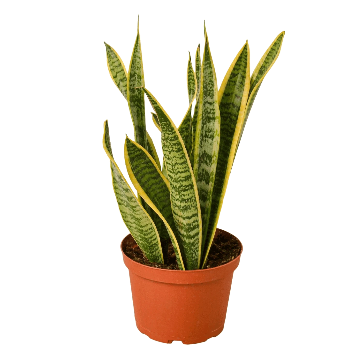 Snake Plant Laurentii 1 Snake Plant Laurentii